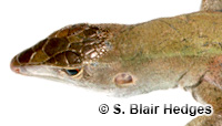 Image of Pholidoscelis exsul