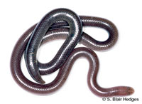 Image of Antillotyphlops richardii
