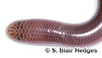 Image of Antillotyphlops richardii