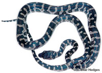 Image of Chilabothrus granti