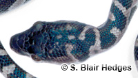 Image of Chilabothrus granti