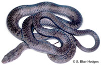 Image of Borikenophis portoricensis