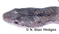 Image of Borikenophis portoricensis