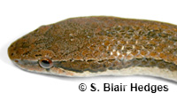 Image of Magliophis exiguus