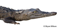 Image of Crocodylus acutus
