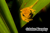 Image of Dendropsophus microcephalus