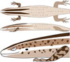 Image of Spondylurus semitaeniatus