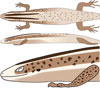 Image of Spondylurus sloanii