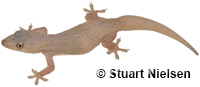 Image of Hemidactylus frenatus