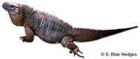 Image of Cyclura lewisi