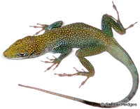 Image of Anolis conspersus