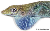 Image of Anolis conspersus