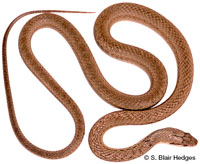 Image of Cubophis caymanus