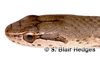 Image of Cubophis caymanus
