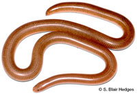 Image of Cubatyphlops caymanensis