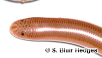Image of Cubatyphlops caymanensis