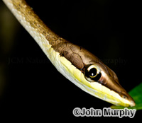 Image of Oxybelis aeneus