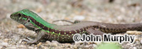Image of Ameiva tobagana
