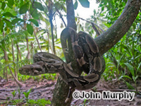 Image of Boa constrictor