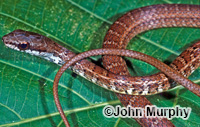 Image of Mastigodryas boddaerti