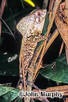 Image of Corytophanes cristatus