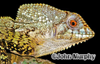 Image of Corytophanes cristatus