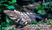 Image of Ctenosaura similis