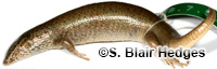 Image of Alinea lanceolata