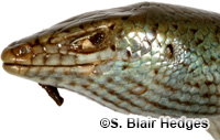 Image of Alinea luciae