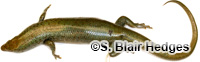 Image of Alinea luciae