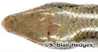 Image of Copeoglossum aurae