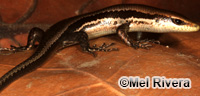 Image of Copeoglossum aurae