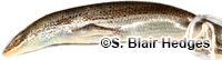Image of Marisora aurulae