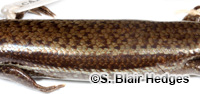 Image of Marisora aurulae