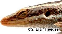 Image of Spondylurus caicosae