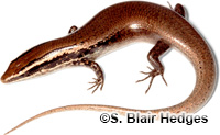Image of Spondylurus caicosae