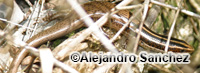 Image of Spondylurus semitaeniatus