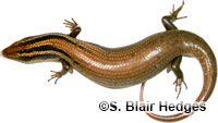 Image of Spondylurus sloanii