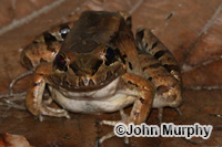 Image of Leptodactylus insularum