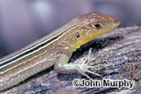 Image of Cnemidophorus lemniscatus