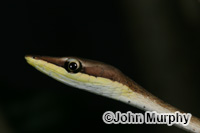 Image of Oxybelis aeneus