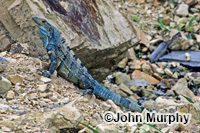 Image of Ctenosaura similis