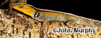 Image of Gonatodes vittatus